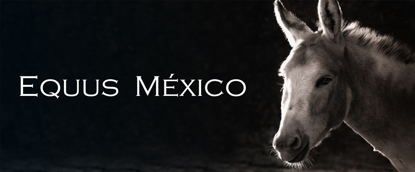 03-equus-mexico-a-v3